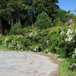 Roberts Creek-1